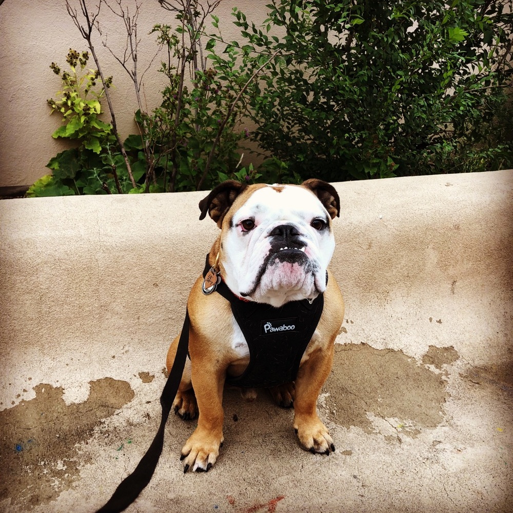 Meet your Posher, Lisa